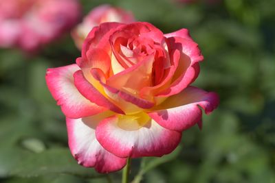 Rosier Leo Ferre
