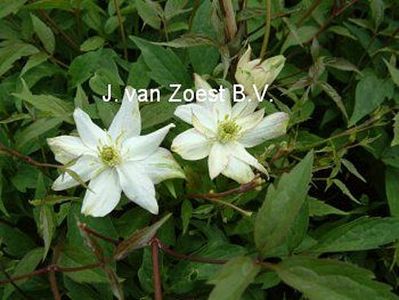 Clematis montana 'Jacqui'
