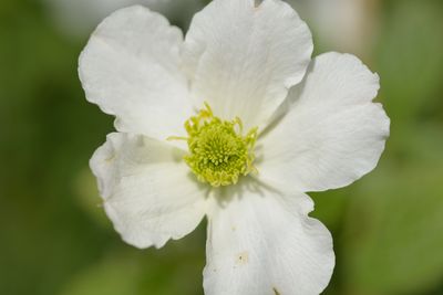 Clematis 'Prosperity'