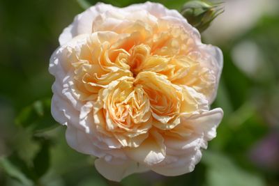 Rosier Bathsheba 