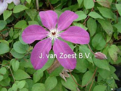 Clematis 'Hainton Ruby'
