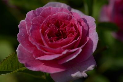 Rosier England's Rose