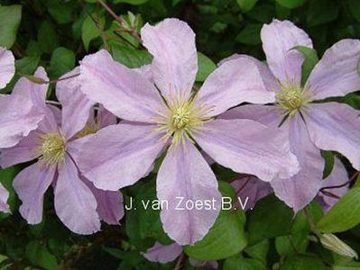 Clematis 'Madame Baron Veillard'