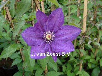 Clematis 'Kjell'