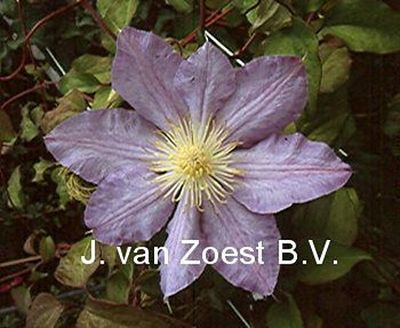 Clematis 'Ice Maiden'