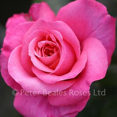 Comeback ® (Timeless Pink)