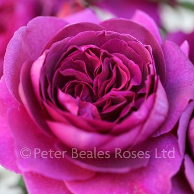 Laudatio ® (Timeless Purple)