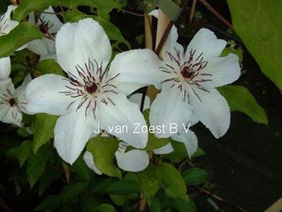 Clematis 'Janina'