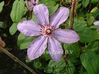 Clematis 'Kalina'