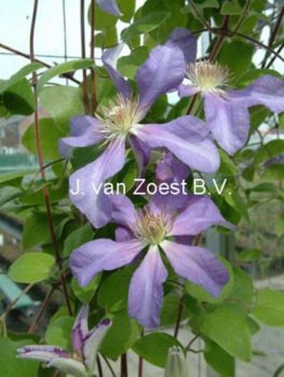 Clematis 'Gabrielle'