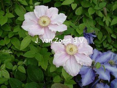 Clematis 'Pink Celebration'