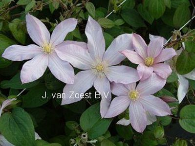 Clematis 'Rose Supreme'