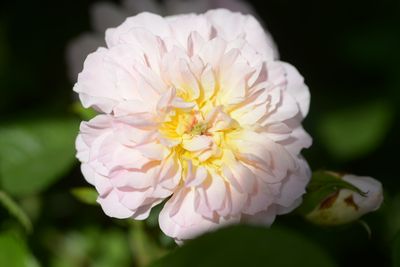 Rosier Elizabeth