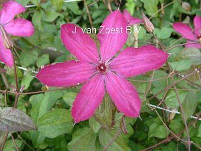 Clematis 'W.S. Callick'