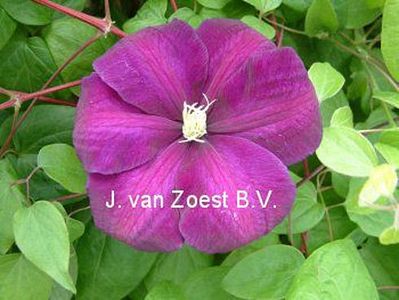 Clematis 'Monte Cassino'