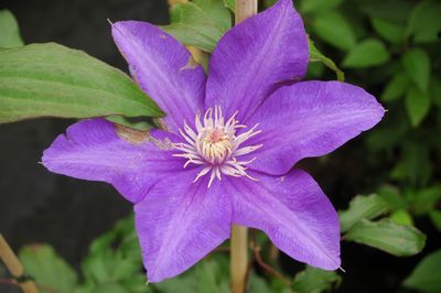 Clematis 'Frau Mikiko'