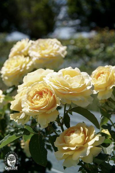 Rosier Honey Bouquet