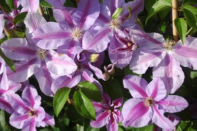 Clematis 'Pohjanael'