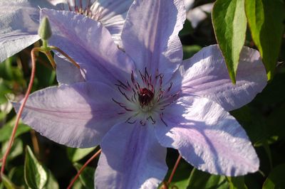 Clematis 'Sympatia'