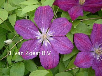 Clematis 'Syrena'