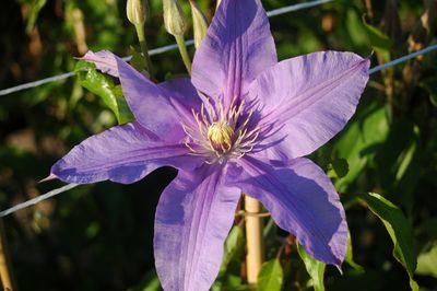 Clematis 'Vivienne Lawson'