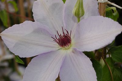 Clematis 'Iola Fair'