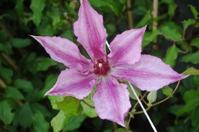 Clematis 'John Warren'