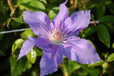 Clematis 'Star Fish'