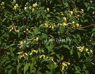 Clematis tangutica 'Annemieke'