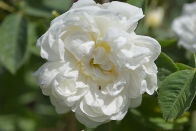 Rosier Mme. Legras de St. Germain