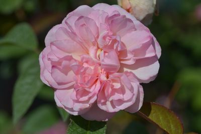 Rosier Irène Watts