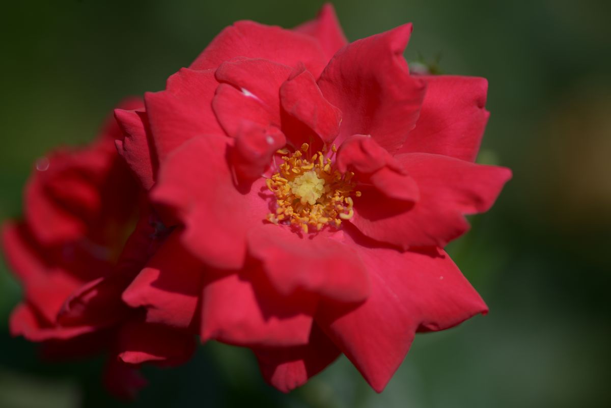 Paul's Scarlet Climber | Rose, rot, 3 m x 2.4 m (W. Paul, 1916) | Rosa ...