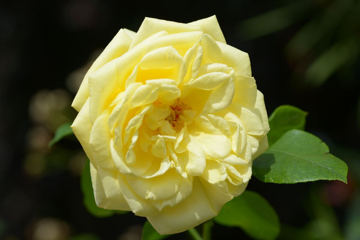 Casino Rose 1600+ Rosen online kaufen