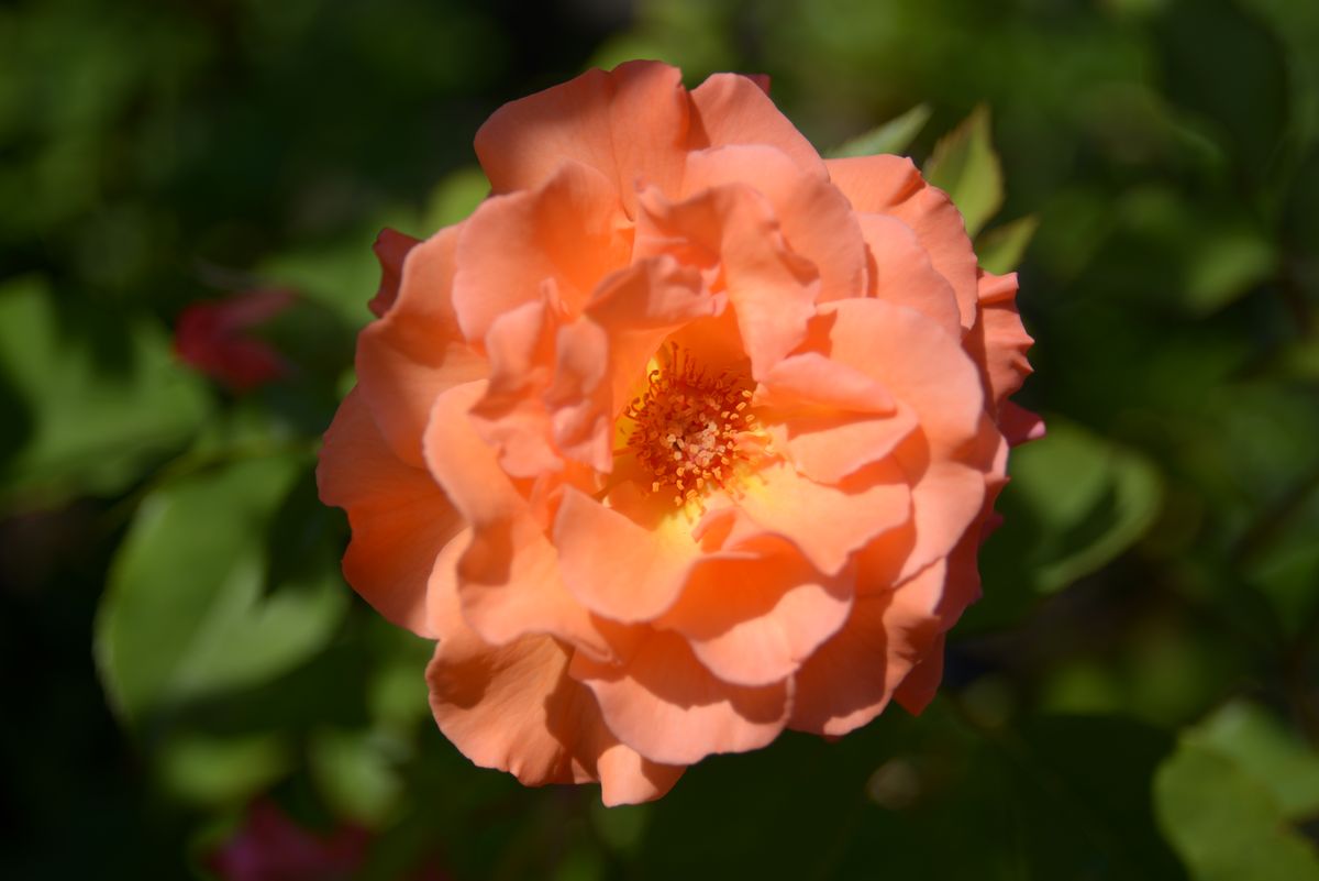 Lot De 3 Rosiers Grimpants - Variétés Orange, Rouge, Blanc, Pour Murs, Clôtures, Jardin, Floraison Longue
