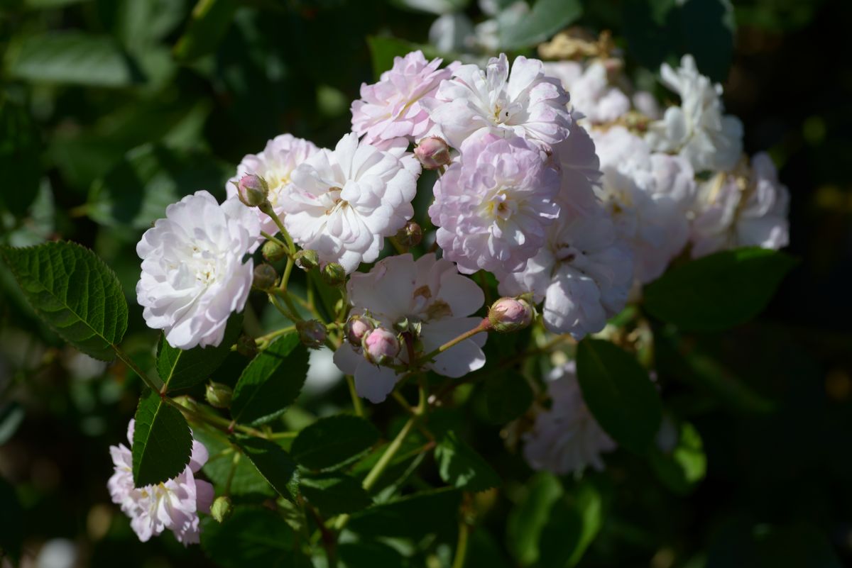 Sitemapcdatahttpsshopinf Inetcom4 Images 1 Mot Fleur Blanchenull