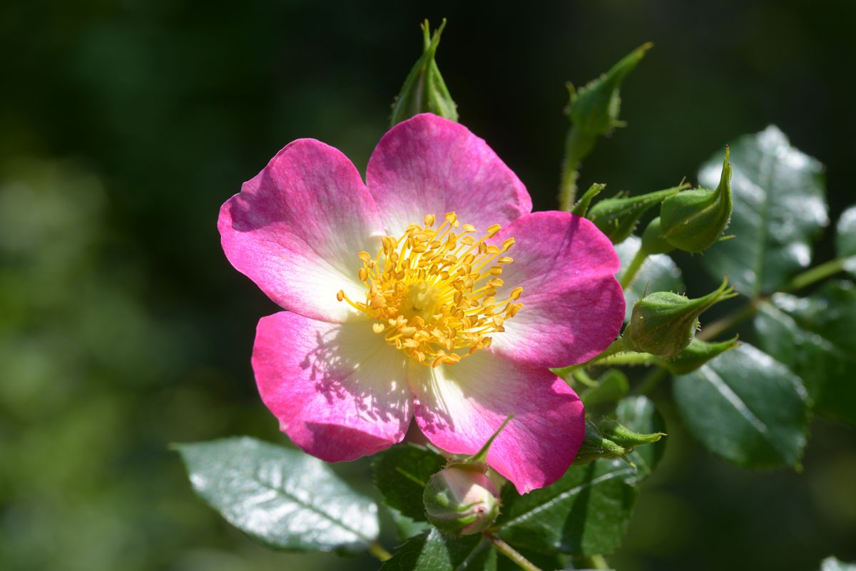 Jeepers Creepers Rose, mehrfarbig, 45 cm x 90 cm (Len Scrivens, 2015