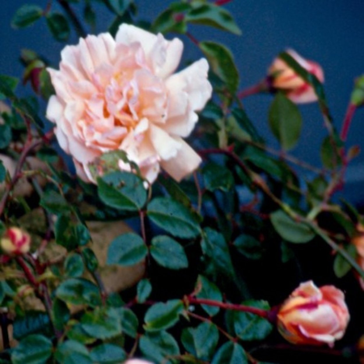 Auguste Gervais Rose 1600+ Rosen online kaufen