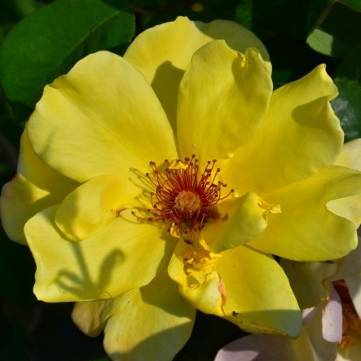 Golden Showers Rose 1600+ Rosen online kaufen