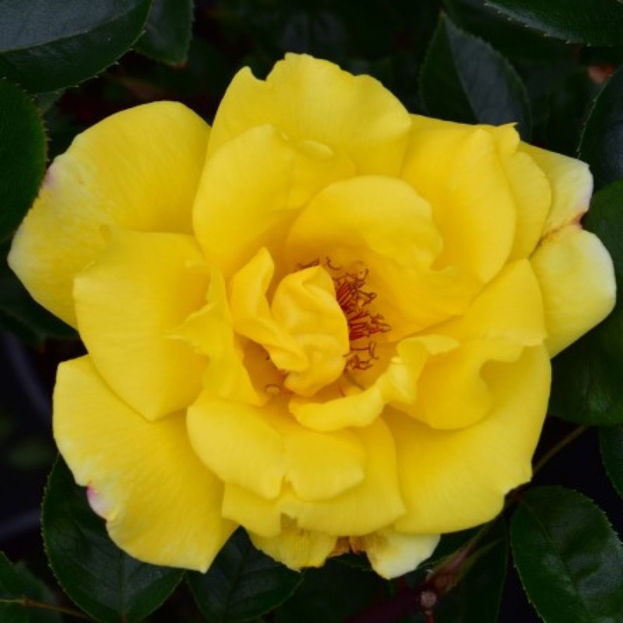 Golden Showers Rose 1600+ Rosen online kaufen