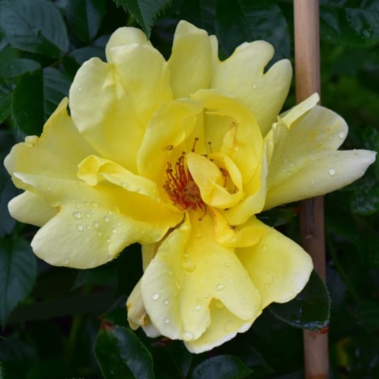 Golden Showers Rose 1600+ Rosen online kaufen