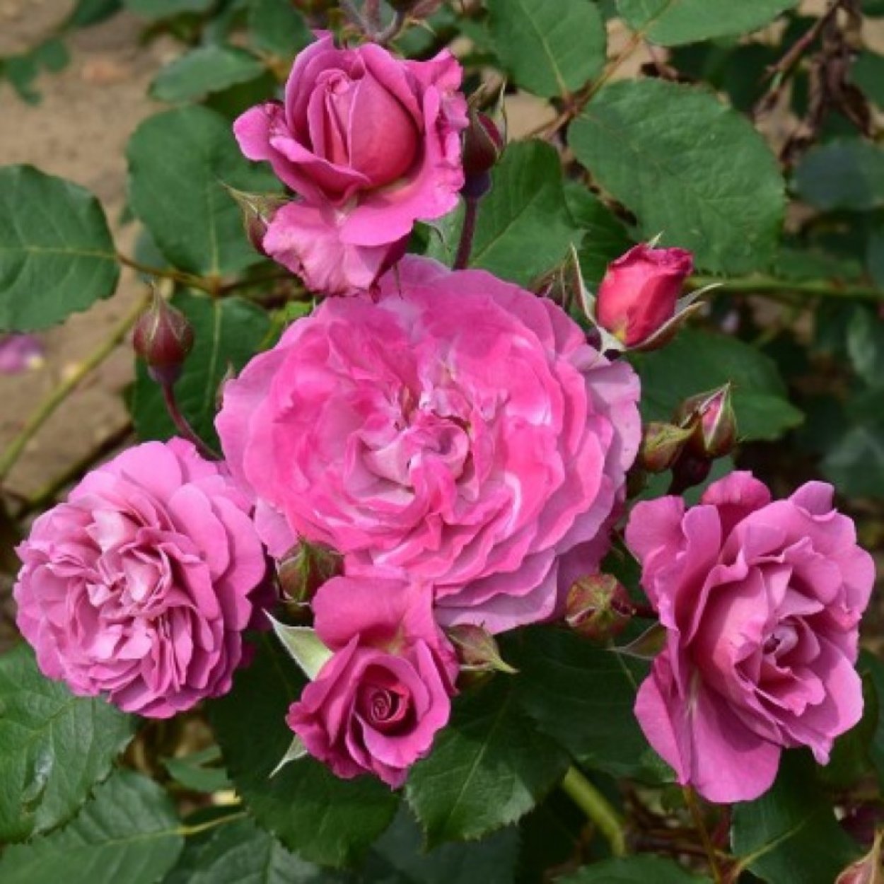 Magenta Rose 1600+ Rosen online kaufen