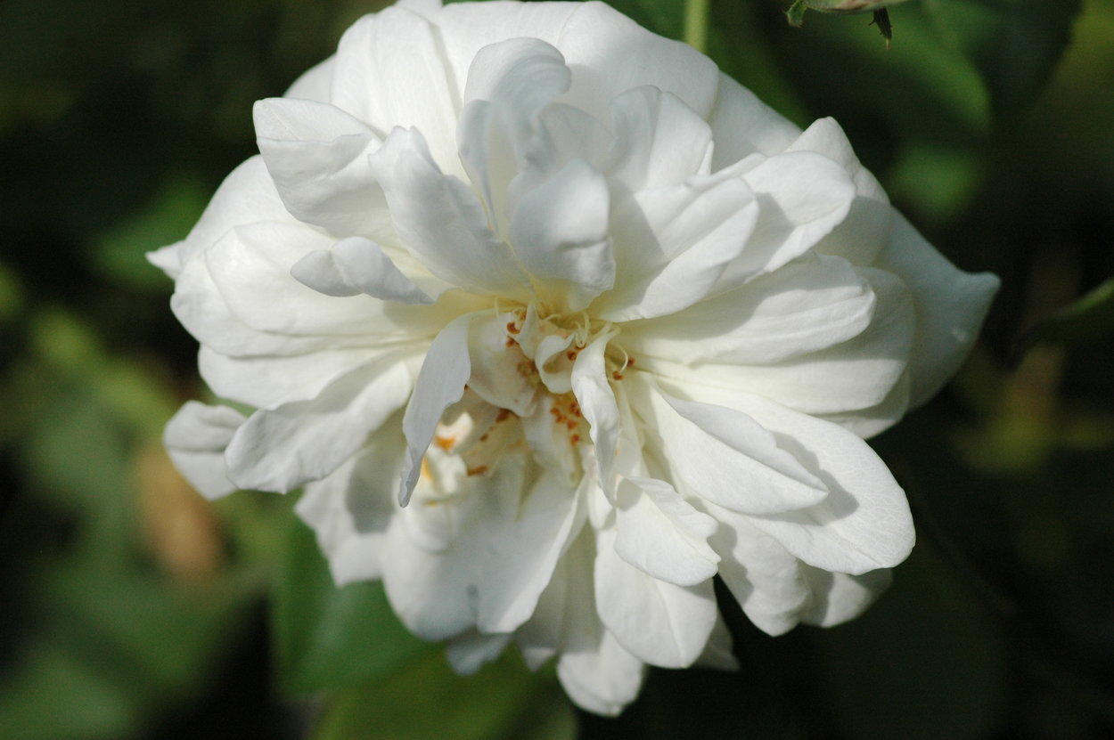 Rosier Alister Stella Gray (Rosiers grimpants et rosiers lianes ...
