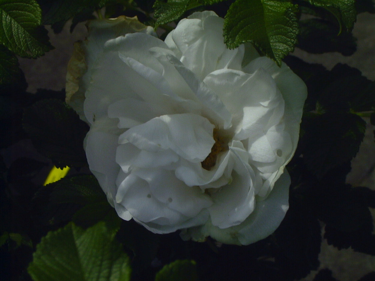 Rosier Blanc Double de Coubert (Rosa rugosa) - achat et vente de ...