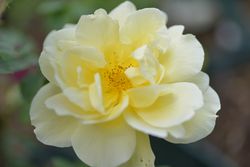 Yellow Dagmar Hastrup