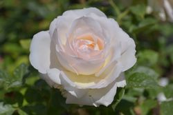 La Sauvagine Terre et Passion