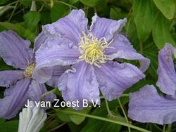 Clematis 'Fryderyk Chopin'