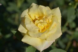 Golden Silk