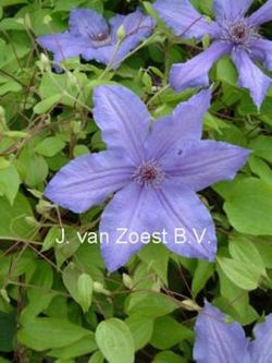 Clematis 'Violet Charm'