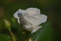 Carole de Carolis