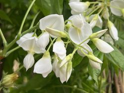 Wisteria brachybotrys 'Shiro-kapitan'